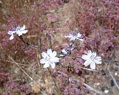 stephanomeria exigua